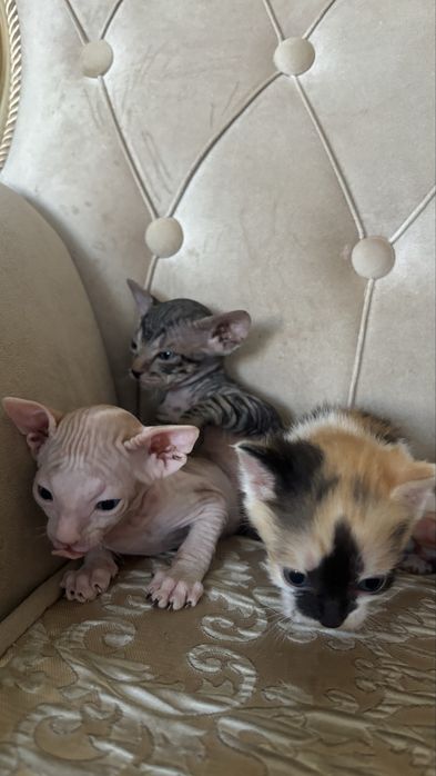 Отдам котят сфинкса