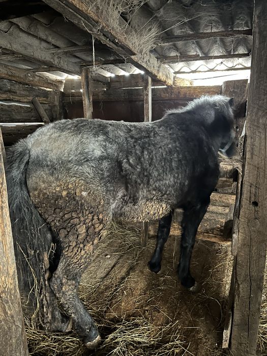 Продам кобылу с откорма