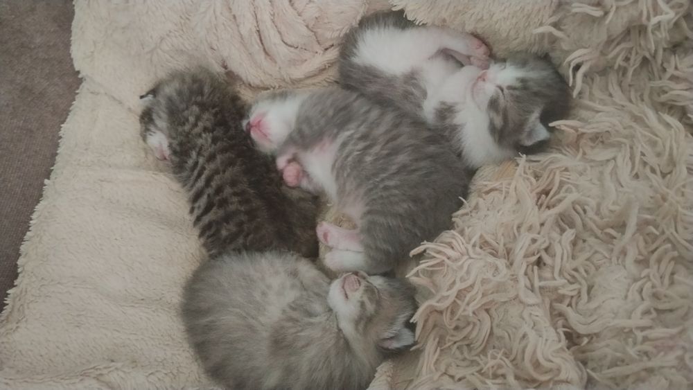 Вислоухие котятки - бронь!!!