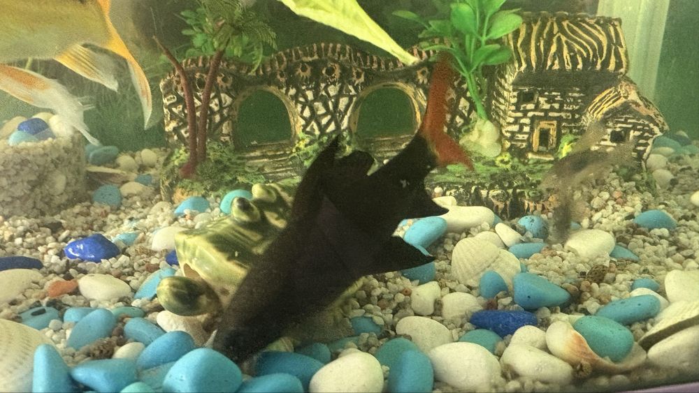 Продам рыбки Лабео парочка