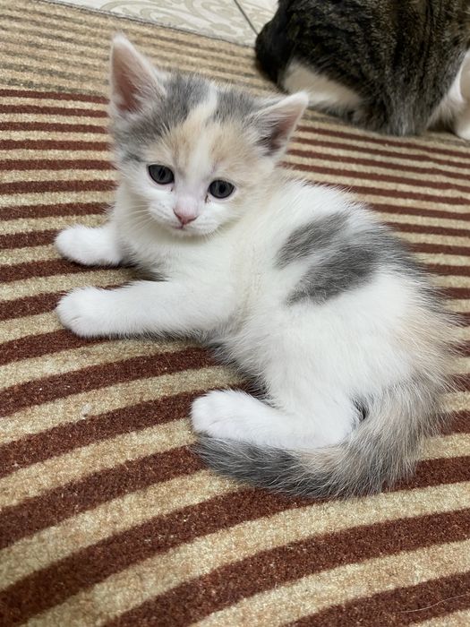 Отдам в добрые руки котят