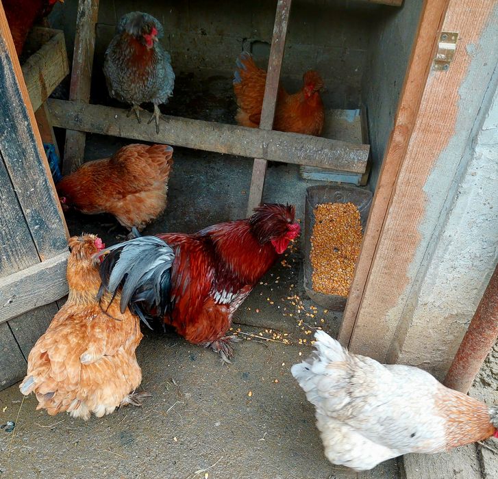 Ouă pentru incubat.