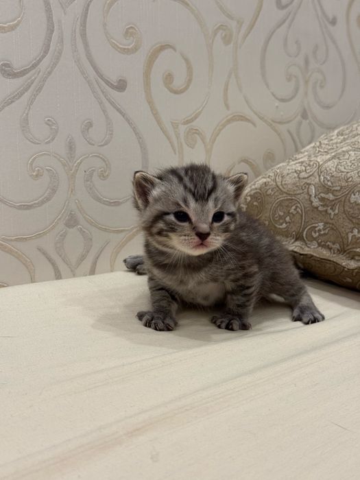Продам шотландских котят