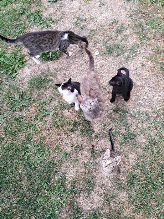 Pisici de adoptie