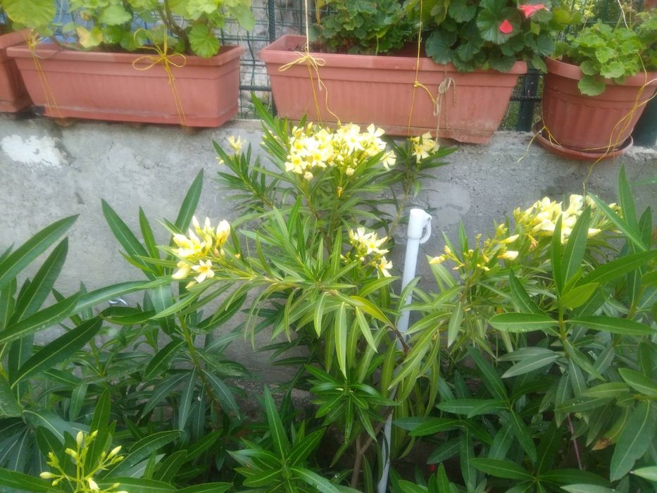 Цвете зокум в пет цвята