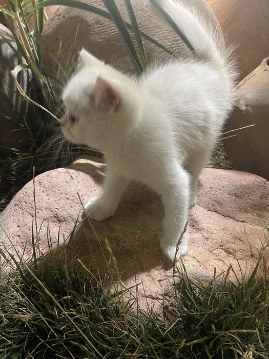 Котенок породы серебристая шиншила