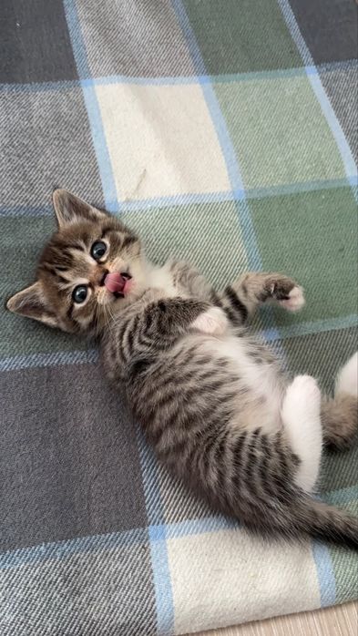 Котенок в подарок и мама
