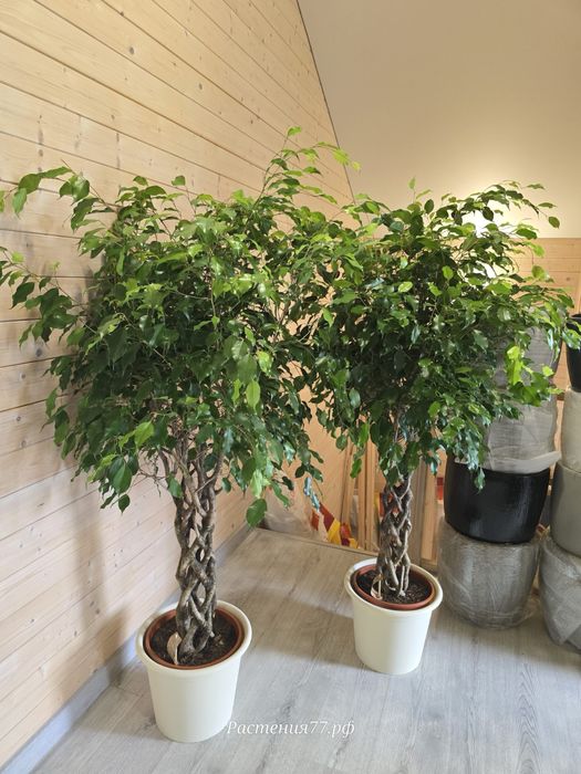 Комнатные растения