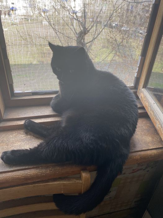 Отдам кота в хорошие руки и лоток 2 года