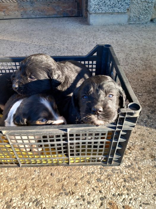 Сетерчета от работещи родители