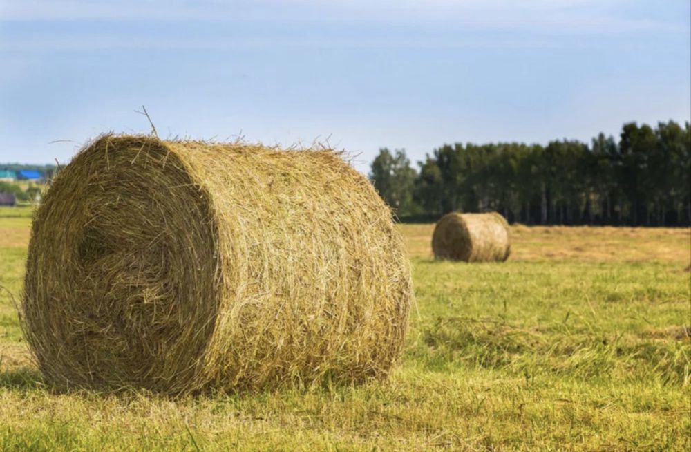Продам сено в рулонах