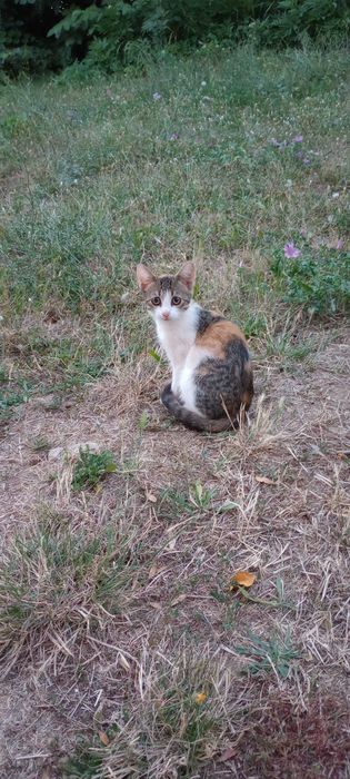 Котенца на два месеца за осиновяване