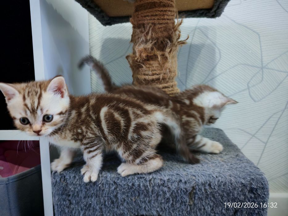 Шикарные котята Шотланцы продажа