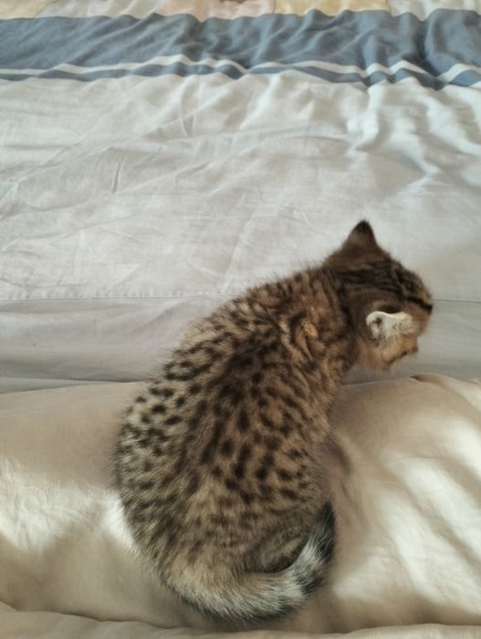 Котенок Золото шиншилла