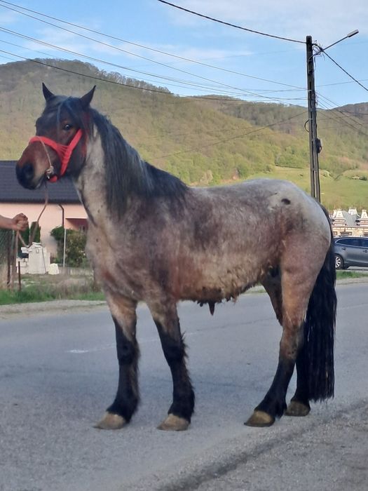 Vand manza de 3 ani învățat