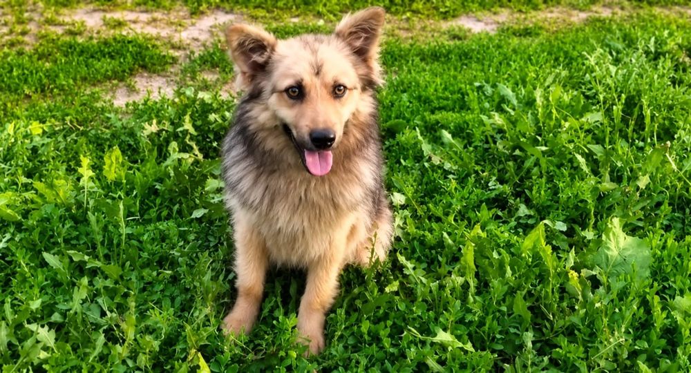 Щенок ищет дом счастья и любви