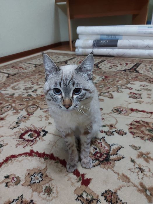 Сиамскии кот 7 месяц