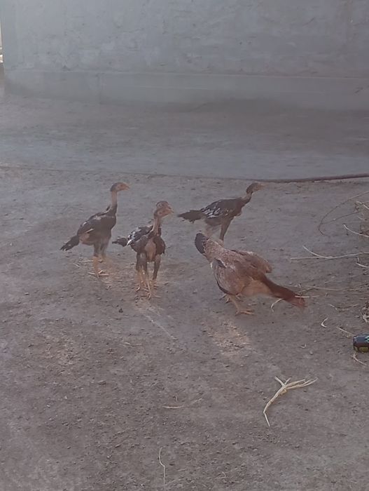 Xòrozlar urishadigan zotdor