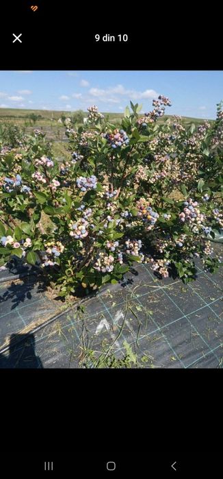 Afin și zmeur de vânzare