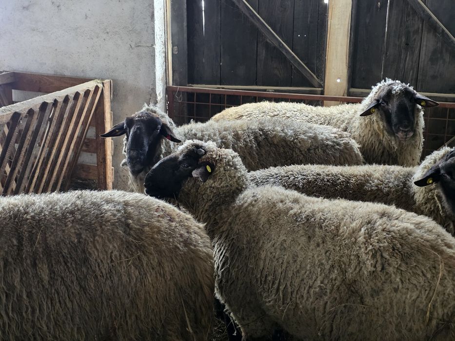 Berbeci Suffolk de Vanzare