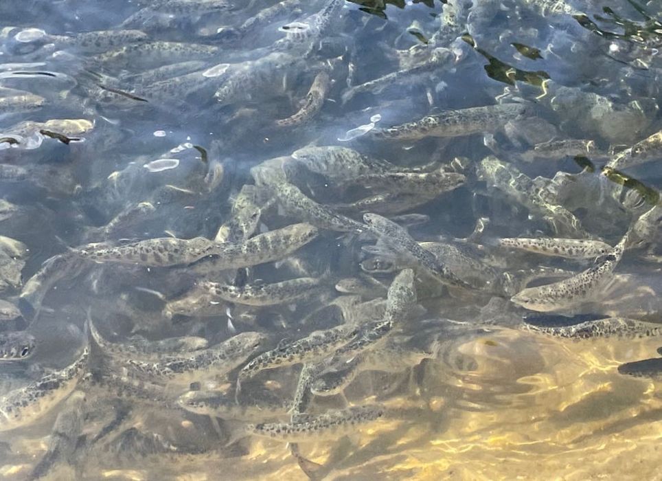 Puiet păstrăv curcubeu