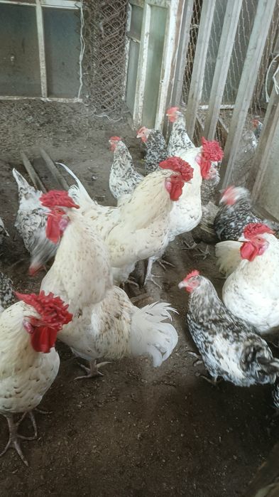 Продам пушкинских кур