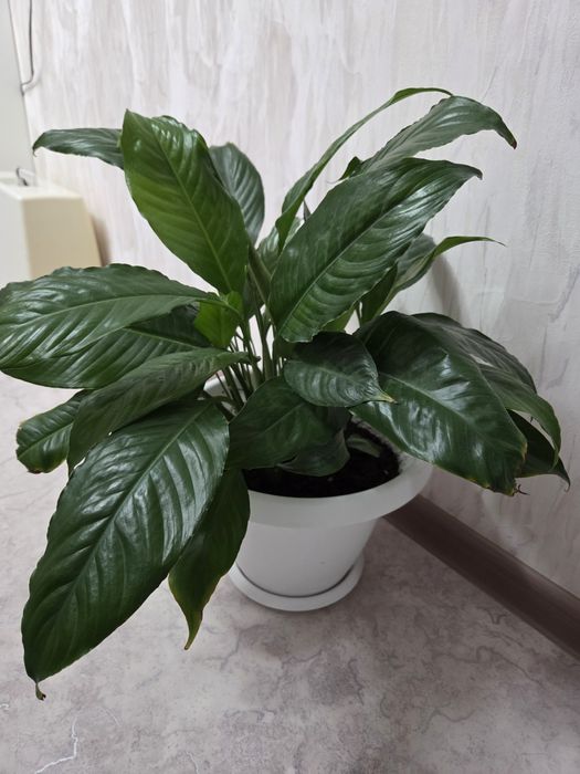 Женские счастье цветок