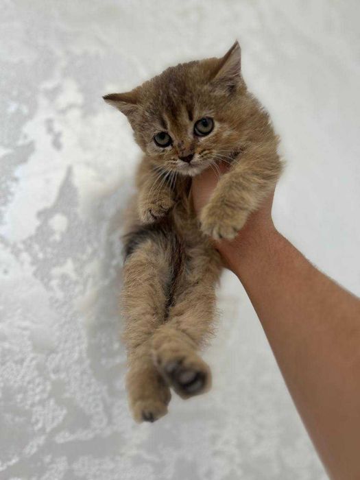 Золотая шиншилла