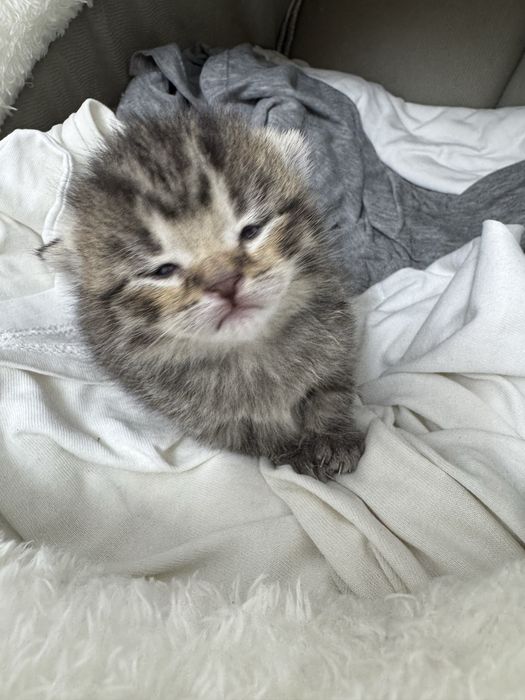 Британский котёнок.