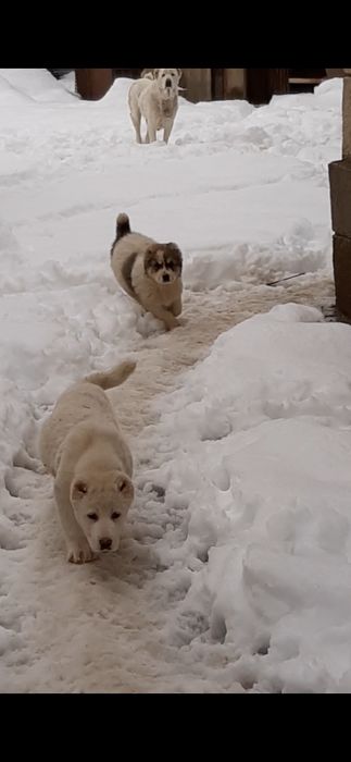 Продам щеков среднеазиадской авчарки