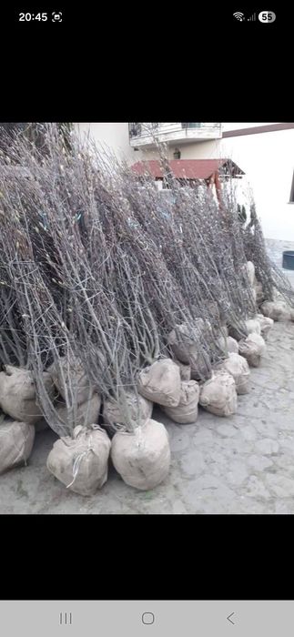 Leyladi mesteacăn tei pin platani