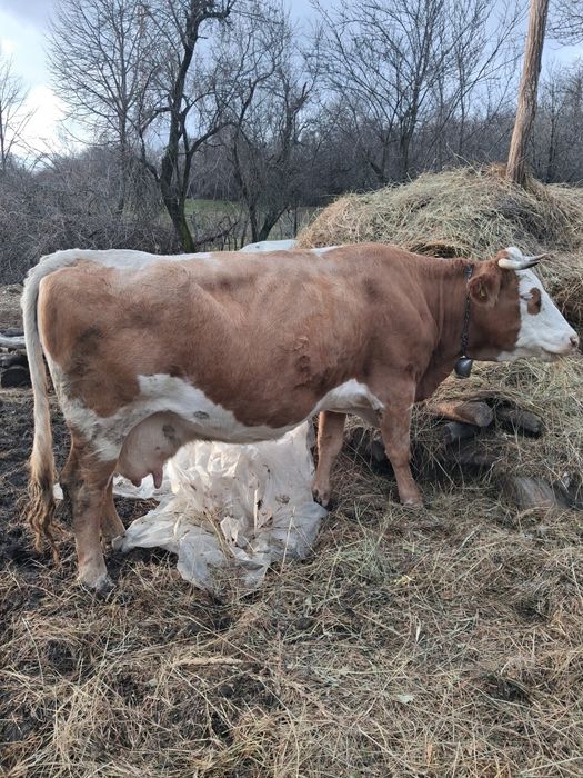 Vaca baltata romineasca