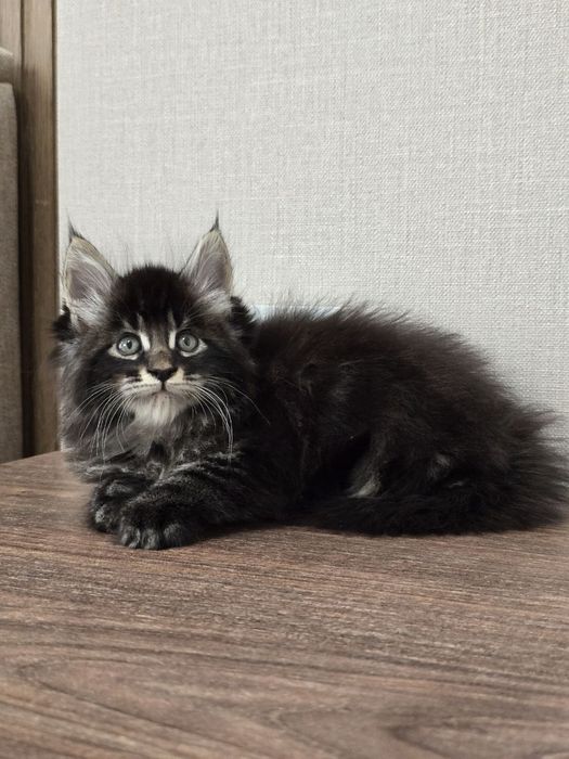 Мейн-кун мальчик