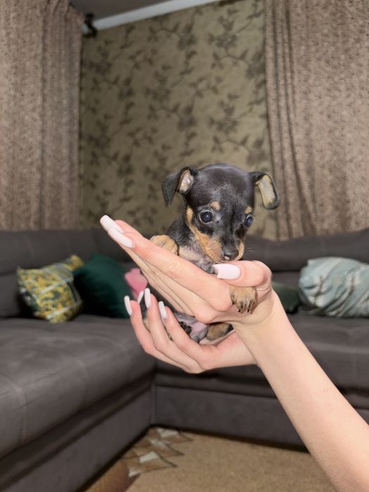 В продаже щенки той терьера