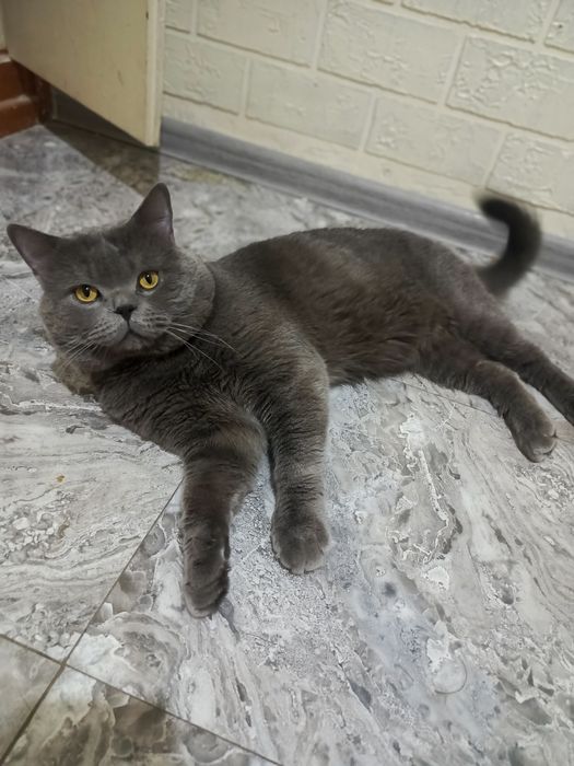 Вязка! Скоттиш страйт.Г.Чирчик рядом с Ташкентом.