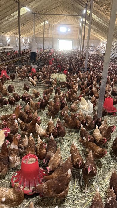 Куры несушки ломан браун занеслись