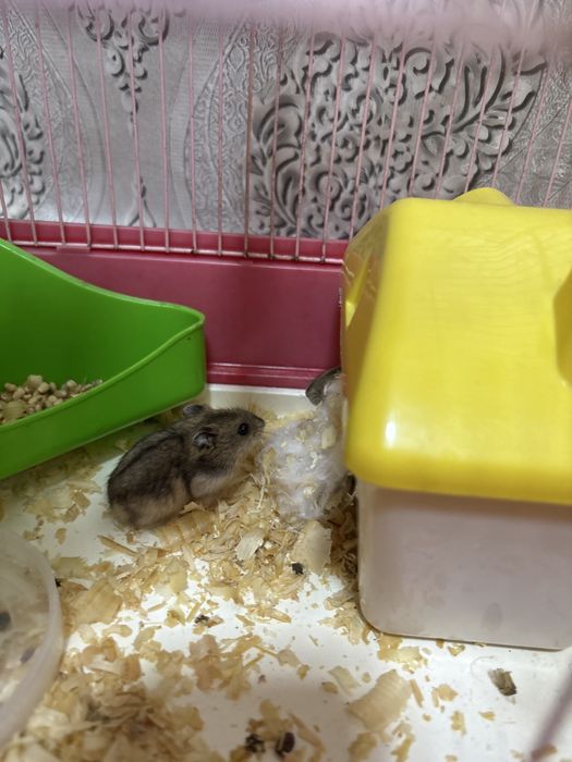 Продам молодых хомячков