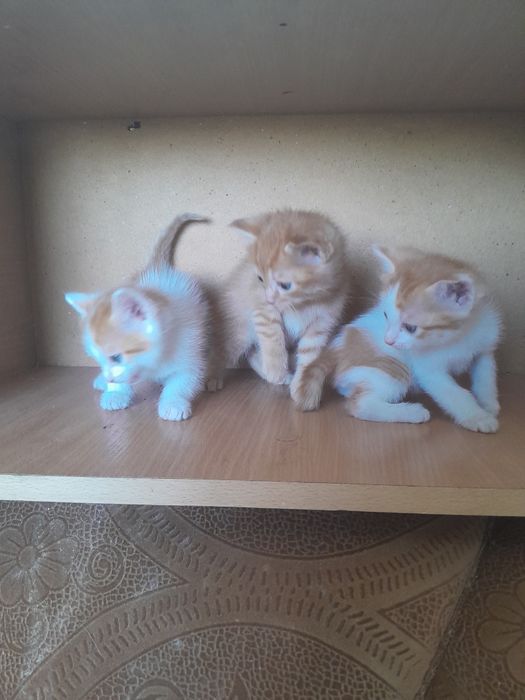Отдаются котята все мальчики