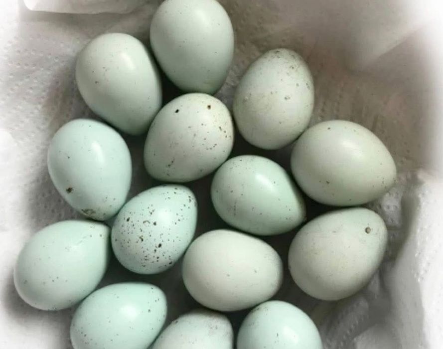 Oua de prepelita Celadon de incubat!