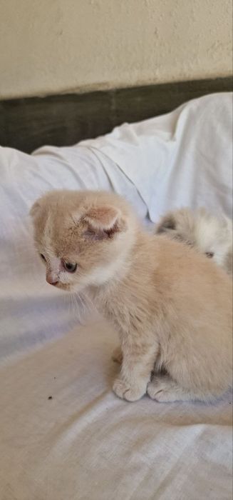 Котята шиншилла вислоухие