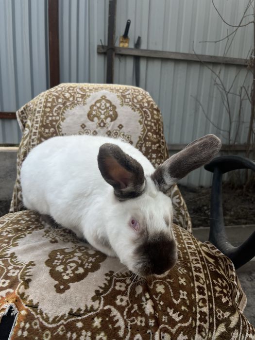 Продам кролиху калифорния