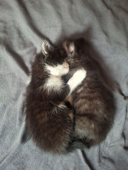 Отдам милых  котят