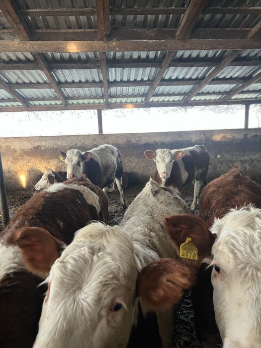 Vaci de vanzare mures