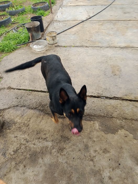 Овчарка немецкая .