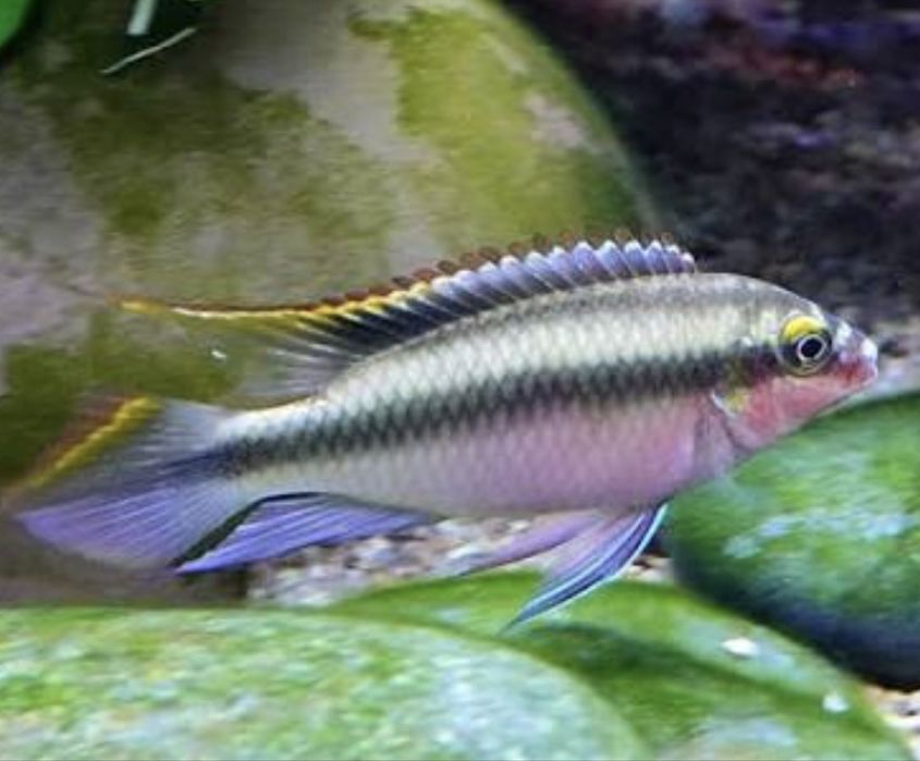 Mascul Kribensis