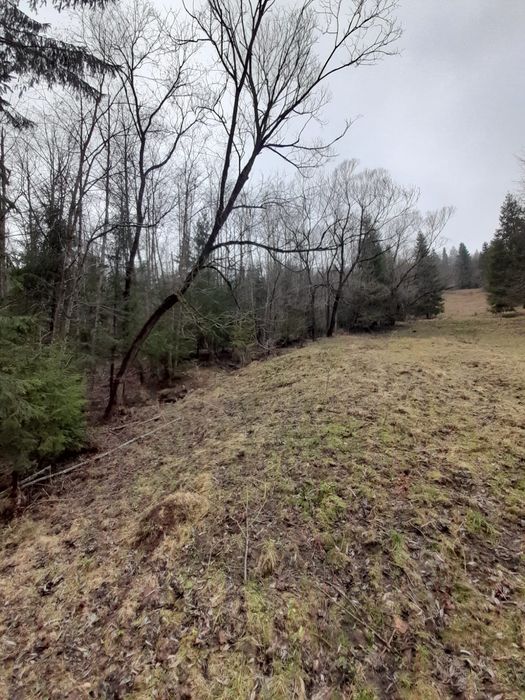 Vand teren extravilan in comuna Brodina, judetul Suceava