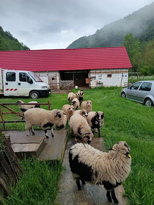 Mieluțe de vânzare.