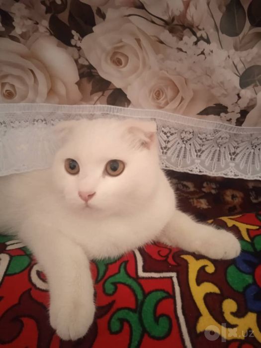 Продаётся Скоттиш Фолд