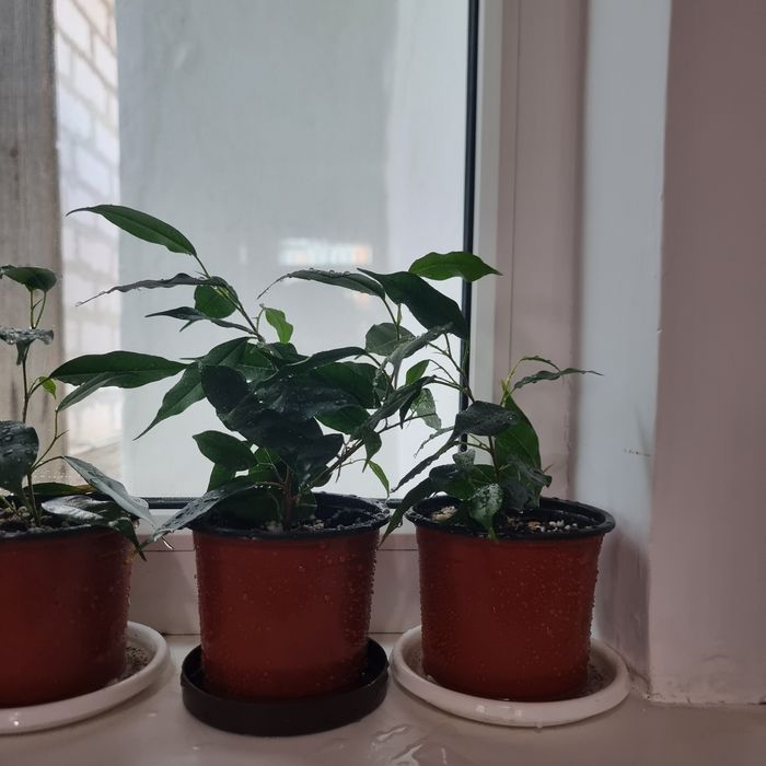 Домашние цветы фикус