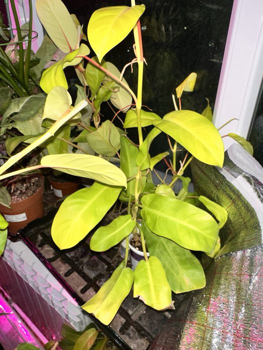 Комнатные цветы